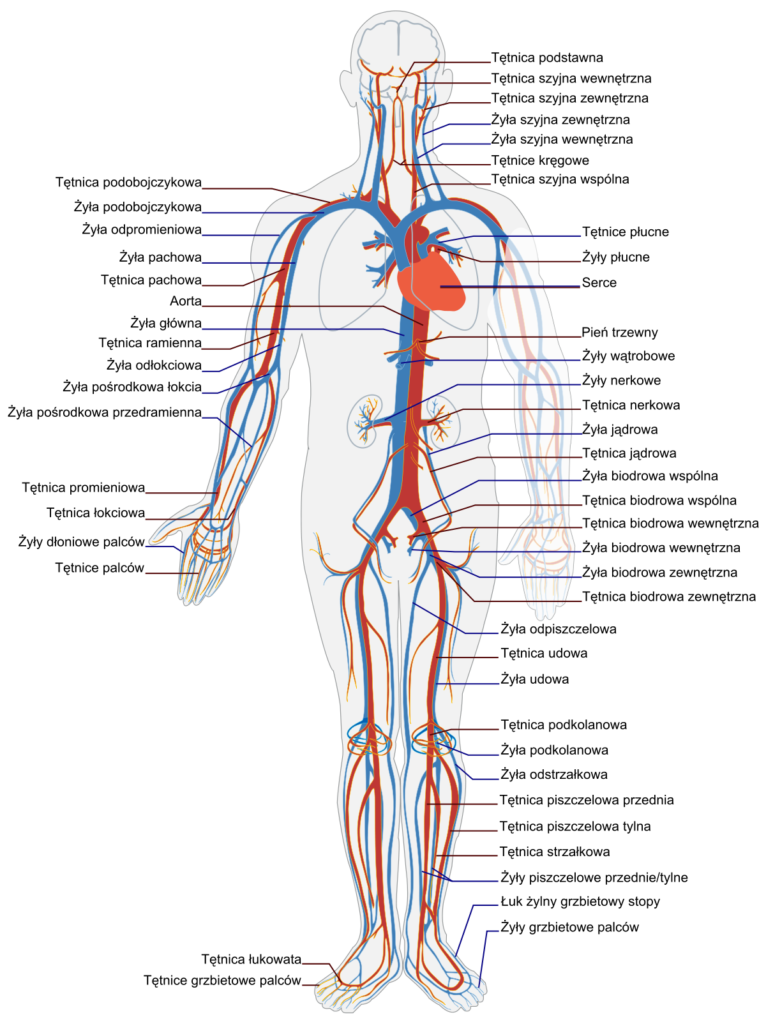 serce
budowa serca
funkcjonowanie serca
układ tętniczy
układ krwionośny