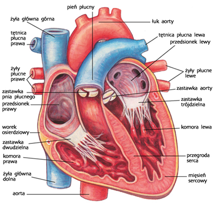 serce
budowa serca
funkcjonowanie serca
układ tętniczy
układ krwionośny