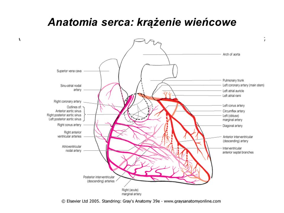 budowa serca jak zbudowane jest ludzkie serce wiedza o sercu przedsionki i komory serca ludzkie serce anatomia ludzka anatomia serca