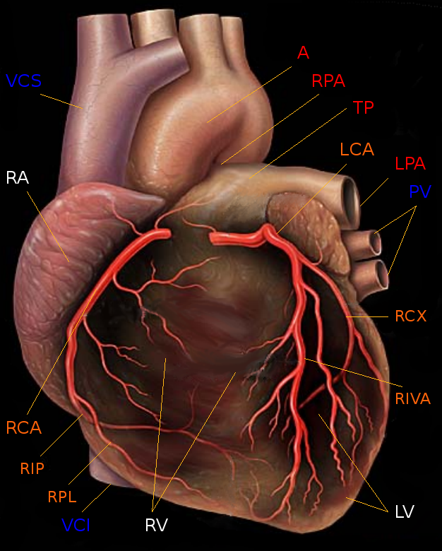 budowa serca jak zbudowane jest ludzkie serce wiedza o sercu przedsionki i komory serca ludzkie serce anatomia ludzka anatomia serca