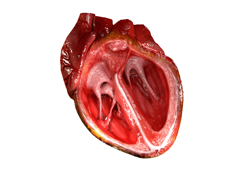 serce człowieka
niewydolność serca
zawał serca
transplantacja serca