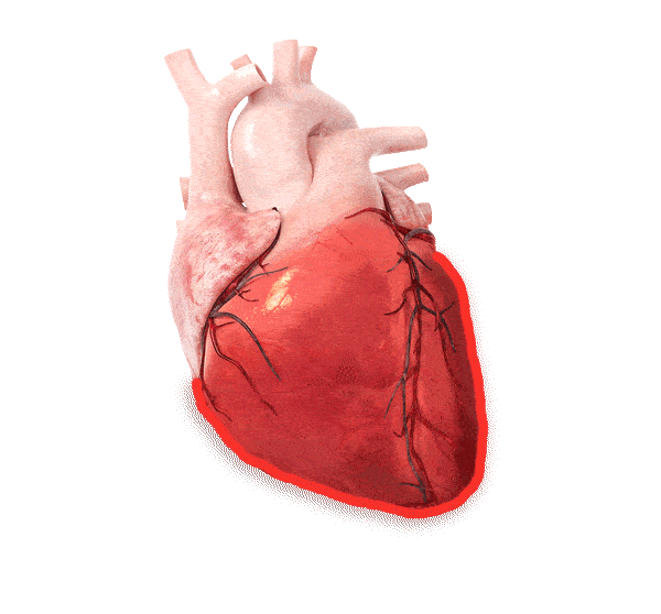 Wszystko co chciałbyś wiedzieć o transplantacji serca